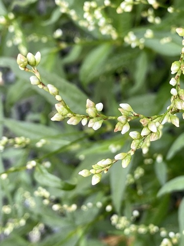 Persicaria punctata