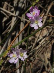 Ixia bellendenii