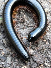 Orthoporoides
