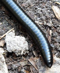 Orthoporoides