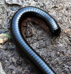 Orthoporoides