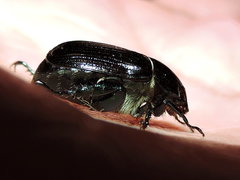 Paranomala cincta