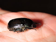 Paranomala cincta
