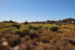 Leucadendron loranthifolium