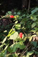 Malvaviscus arboreus