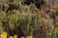 Paranomus bracteolaris