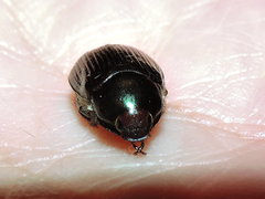 Paranomala cincta