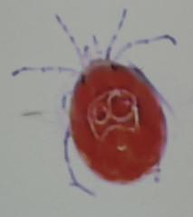 Hydrachnidae