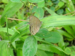 Hermeuptychia canthe