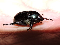 Paranomala cincta