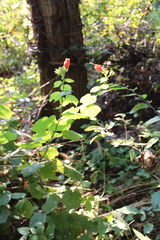Malvaviscus arboreus