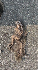 Sciurus carolinensis