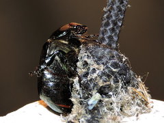 Paranomala cincta