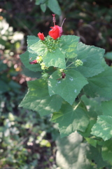 Malvaviscus arboreus