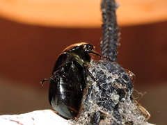 Paranomala cincta
