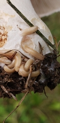 Polyzoniidae