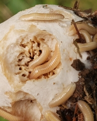 Polyzoniidae