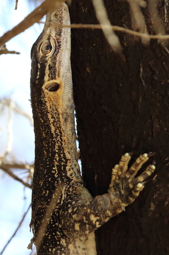 Varanus gouldii