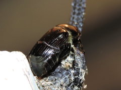 Paranomala cincta