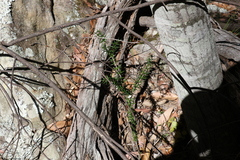 Alyxia ruscifolia