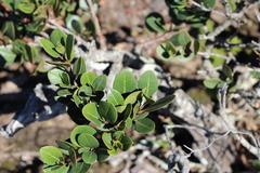Apodytes abbottii