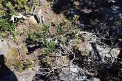 Apodytes abbottii