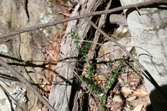 Alyxia ruscifolia