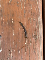 Hemiscolopendra