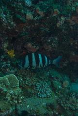 Diplodus hottentotus