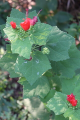 Malvaviscus arboreus