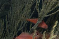 Cyprinocirrhites polyactis