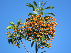 Auranticarpa rhombifolia