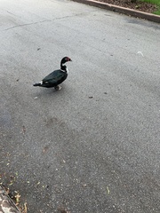 Cairina moschata domestica