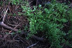 Galium tomentosum