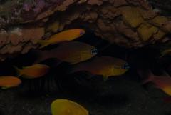 Ostorhinchus apogonoides