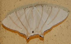 Urapteroides recurvata