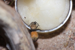Dasymutilla montivagoides