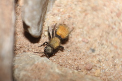 Dasymutilla montivagoides