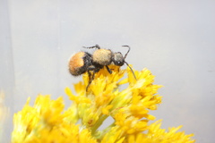 Dasymutilla montivagoides