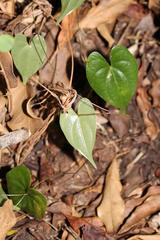 Dioscorea sylvatica sylvatica