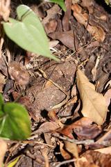 Dioscorea sylvatica sylvatica
