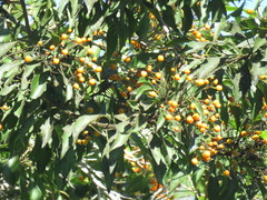 Auranticarpa rhombifolia