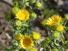 Grindelia subalpina