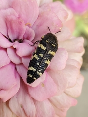 Acmaeodera macra