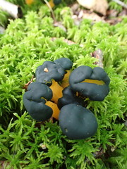 Leotia lubrica image