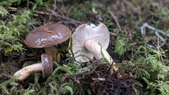 Lactarius kauffmanii