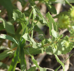 Grindelia subalpina