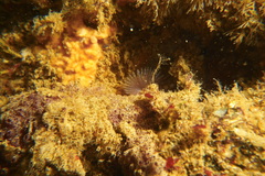 Bispira pacifica