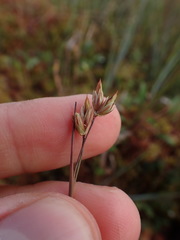 Juncus stygius americanus