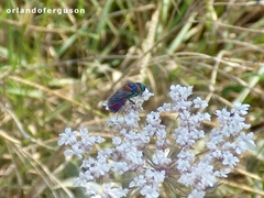 Chrysis semicincta